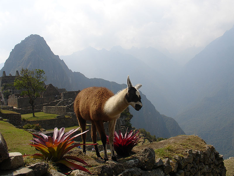 Machu-Picchu